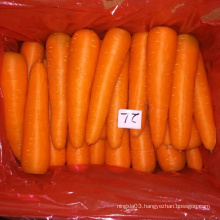 Chinese red fresh carrot price/ dried carrot